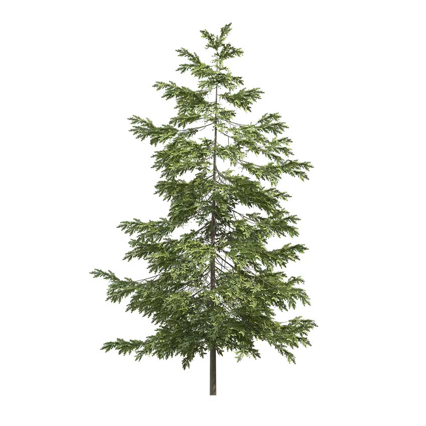 Picea Abies - Spruce 02